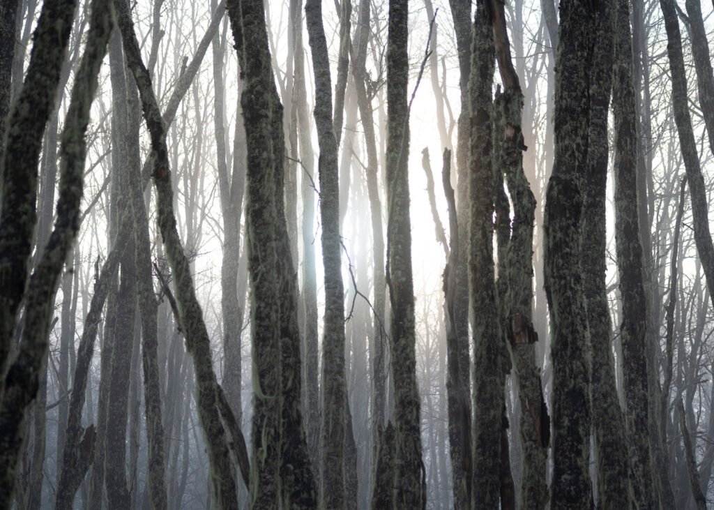 Huemul_(c) Sarah Schneider