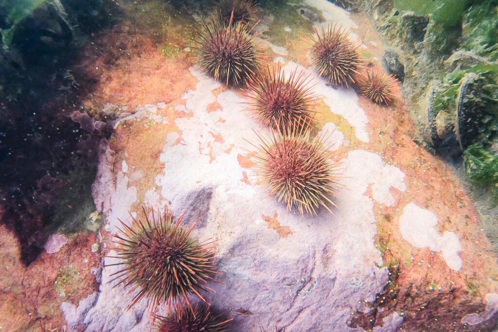 Melinka_(c) Sarah Schneider-4