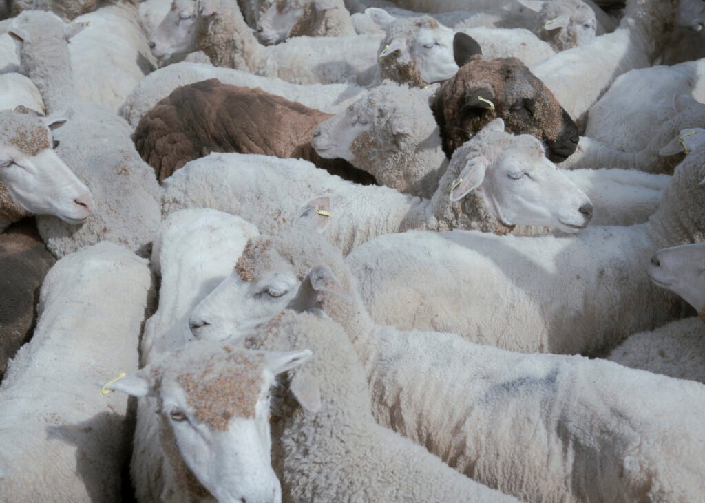 Yo bebo leche y agua