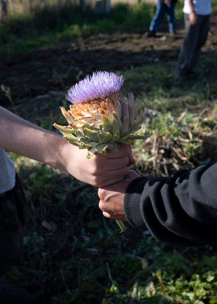 Semillas de Esperanza
